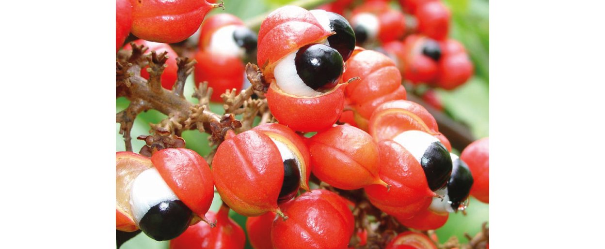 Beneficios del guaraná